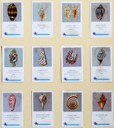 Sea Life Cards