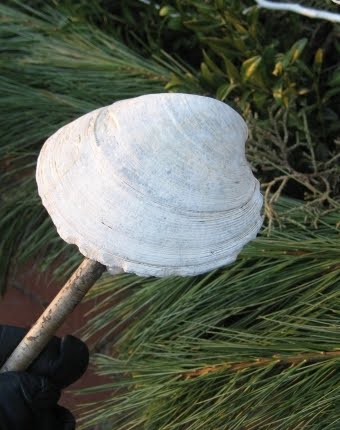 shells mounted on sticks