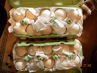 eggs in good shape