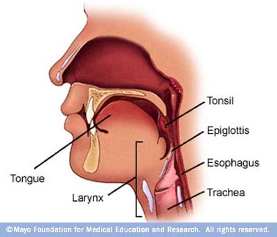 Epiglottis - The Digestive System