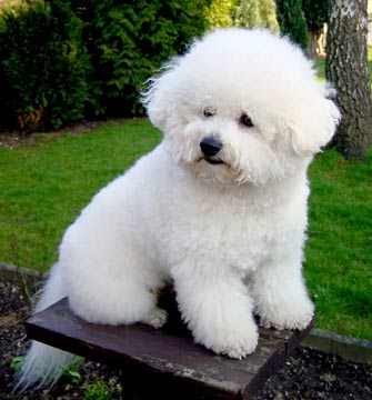 Bichon Frise Puppies on Bichon Frise Breeders Healthy Puppies And Dna   Animaldiscovery Chanel