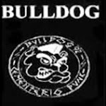 -bull dog-