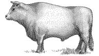Carolais cattle black and white drawing