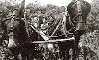 A black and white photo of a mule team plowing a field of corn, late 1950s.