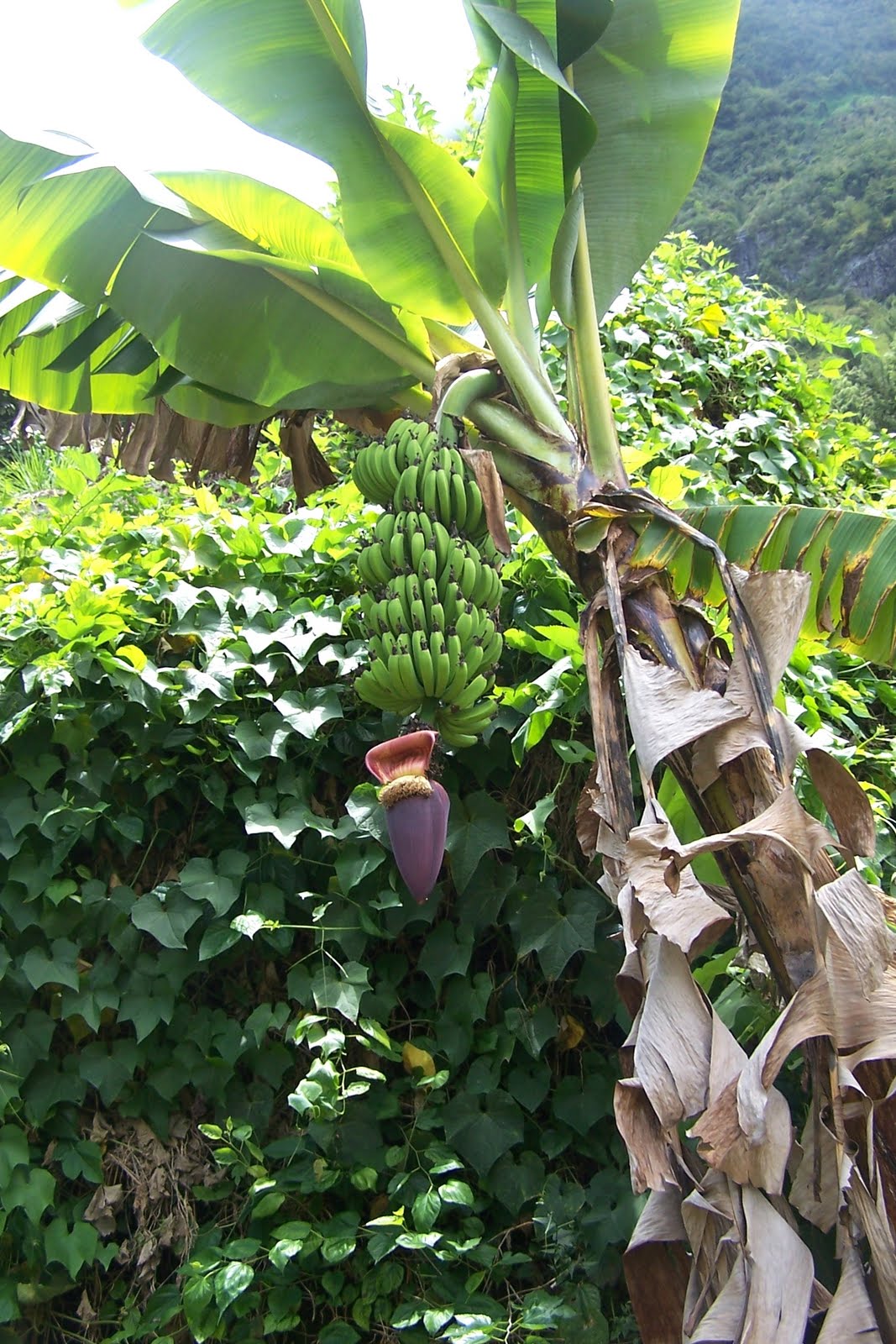 le site bordélique: Photos de plantes à la Réunion le site bordélique: Photos de plantes à la Réunion