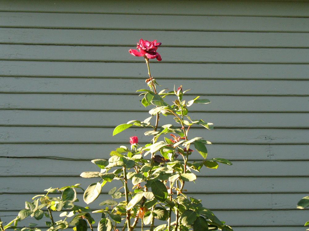[rose.jpg]
