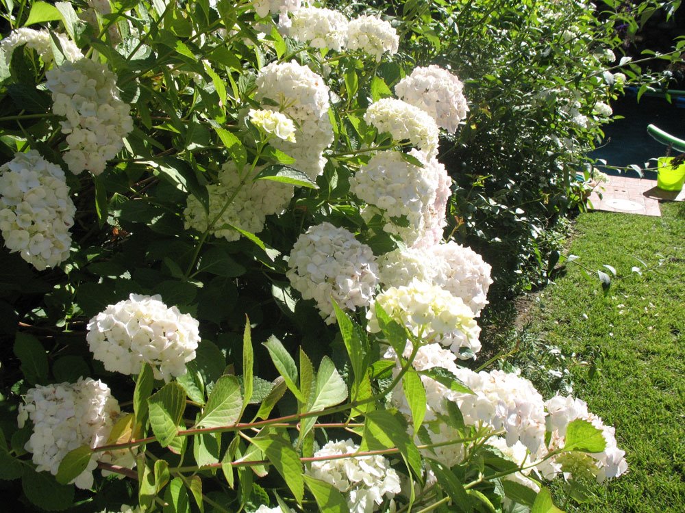 [flowers.jpg]