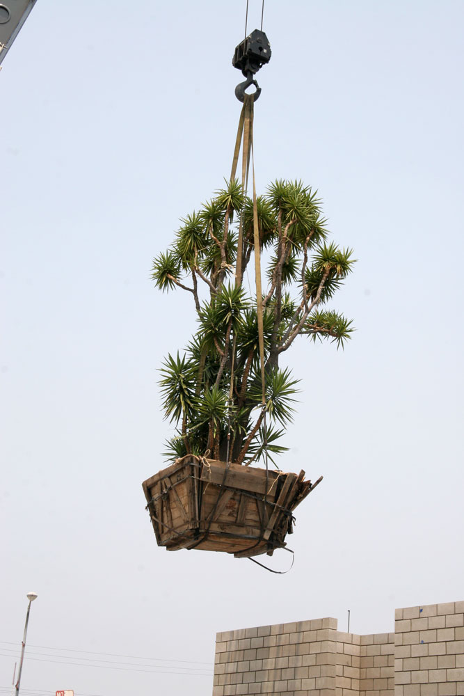 [yucca2.jpg]