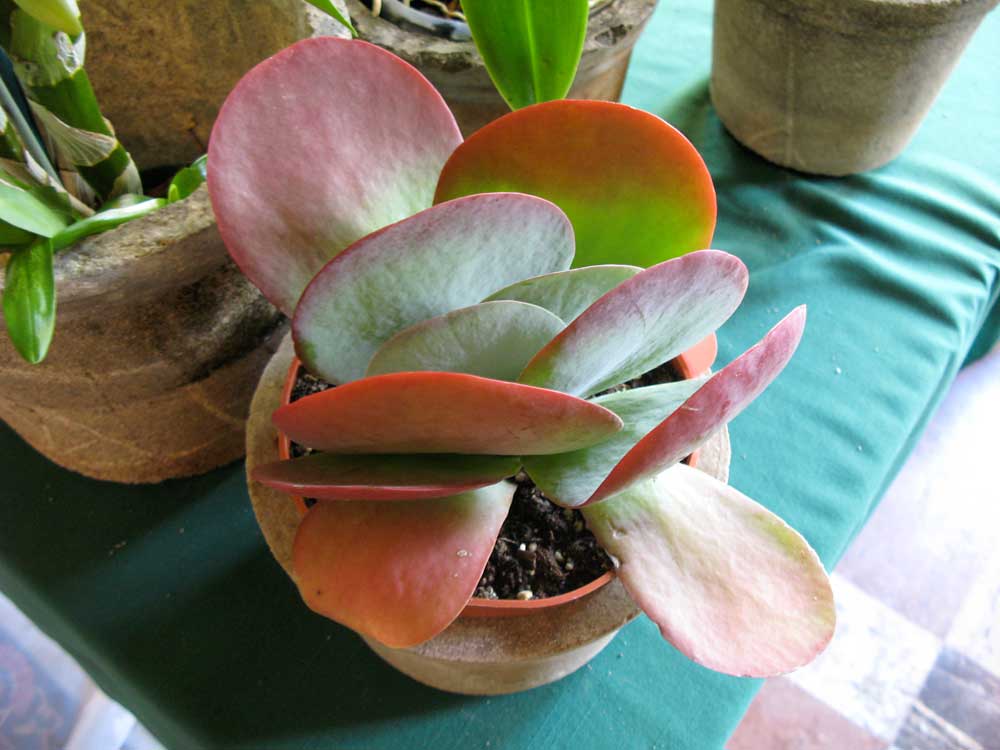 [orchid5.jpg]
