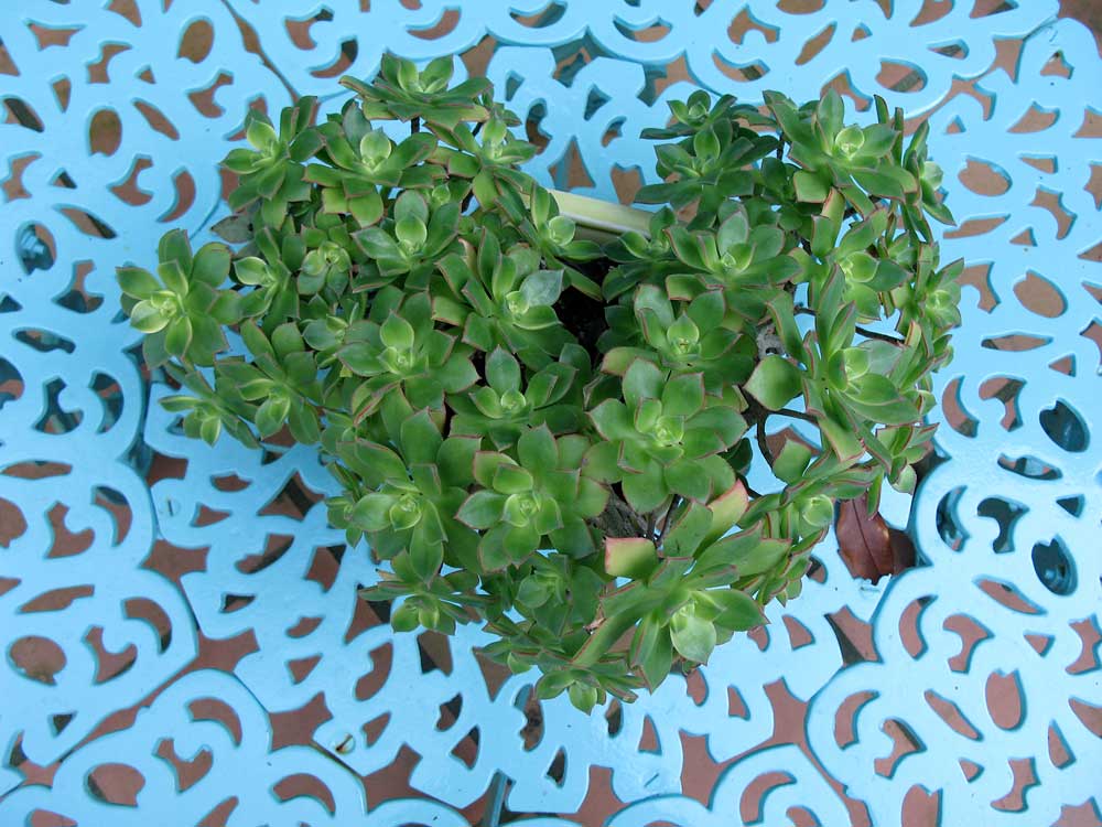 [garden2.jpg]