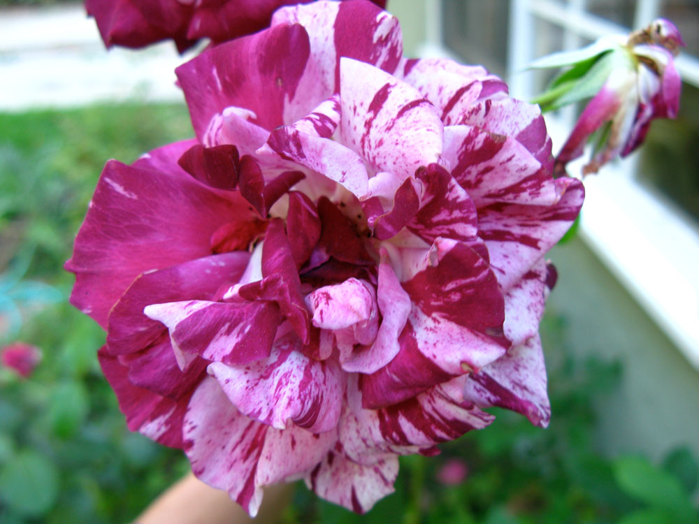 [rose4.jpg]