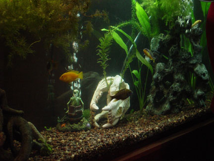 [fishtank621.jpg]