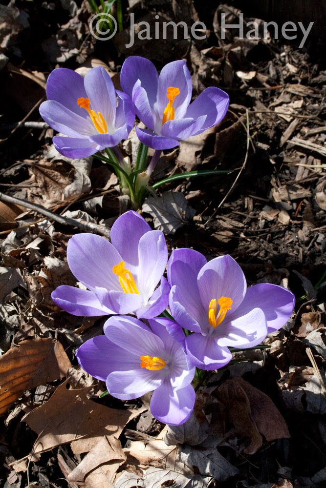 [crocuses_7104.jpg]