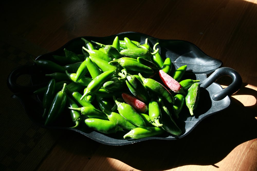 [jalapenos4448.jpg]