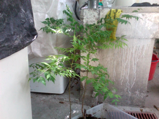 Hakunamatata: junio 2010