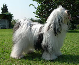 Tibetan Terrier