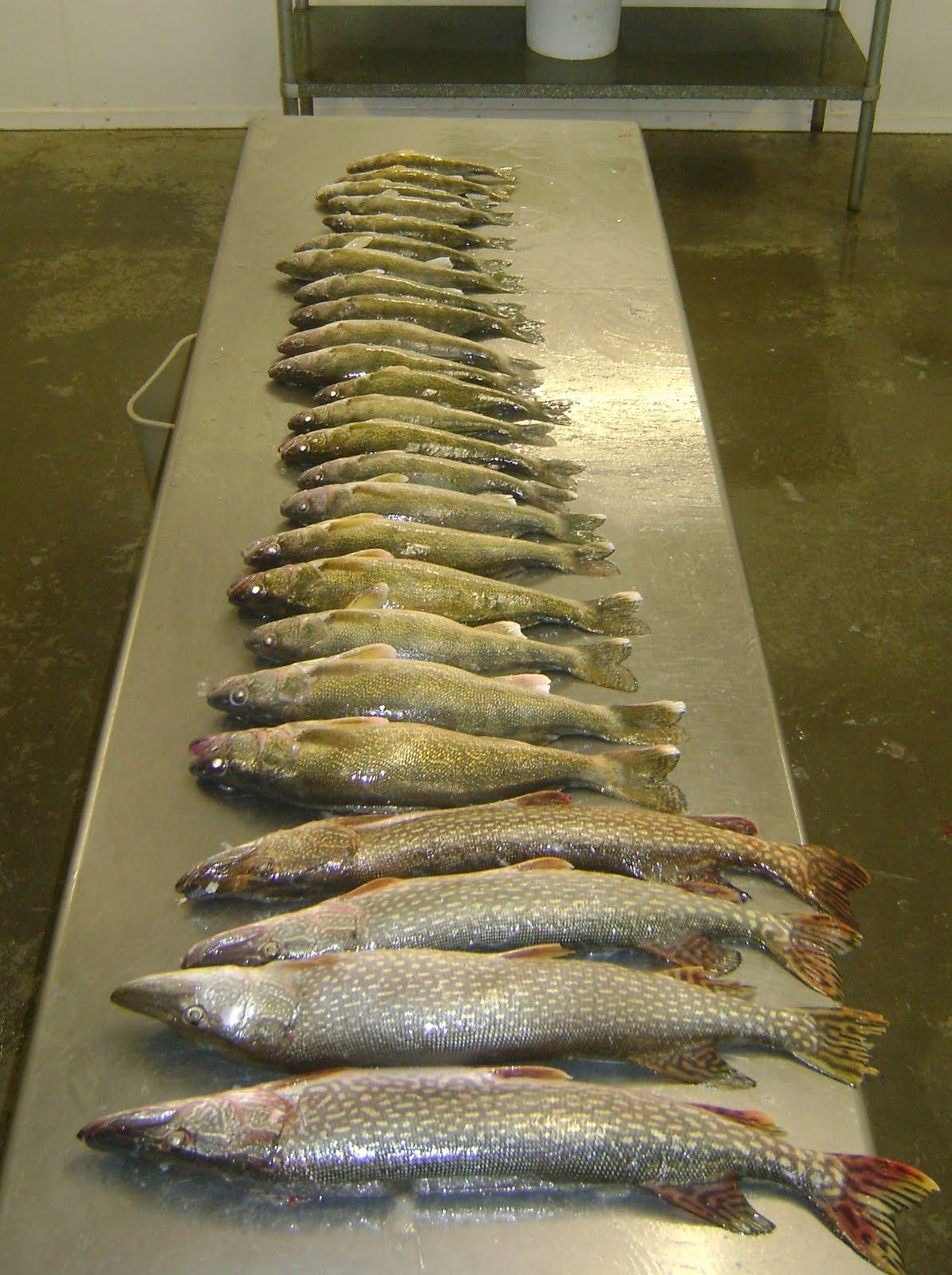 [perch+express+day+3+039.JPG]