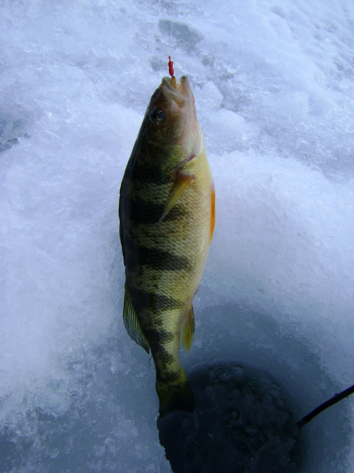 [ice+fishing+012.JPG]