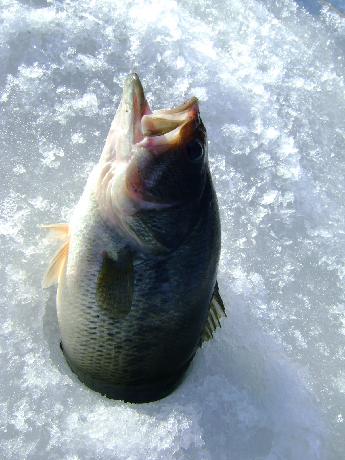 [ice+fishing+016.JPG]