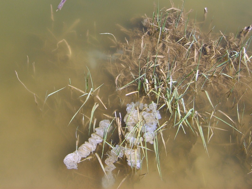 [High+School+Bass+Fishing+Practice+004.JPG]