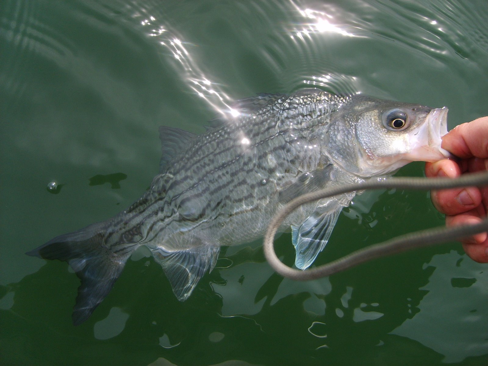 [Fishing+at+the+Lake+109.JPG]