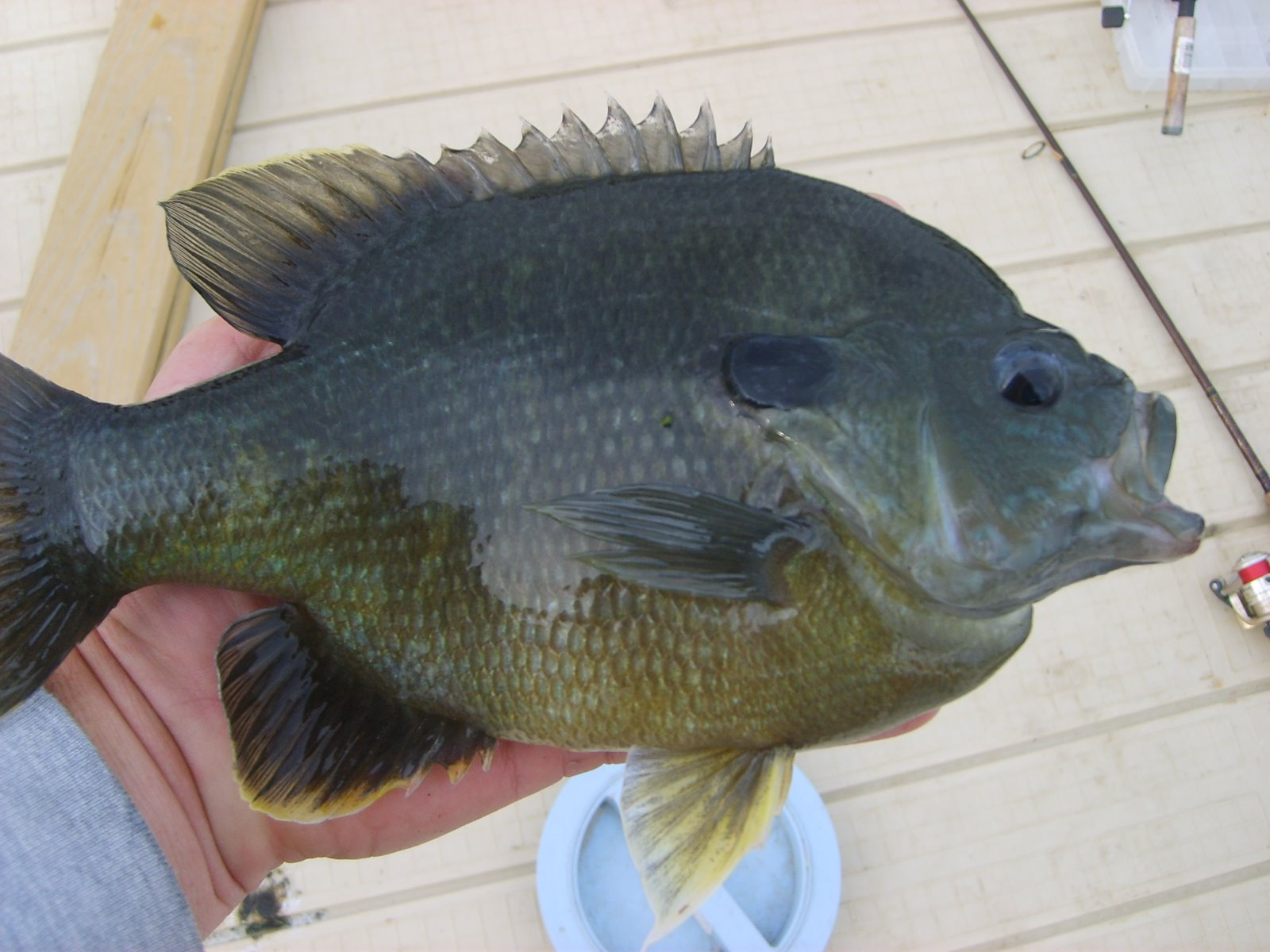 [herman+brothers+fishing+048.JPG]