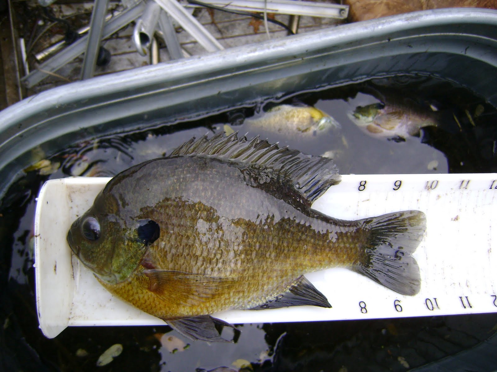 [obrien+big+bluegill+006.JPG]