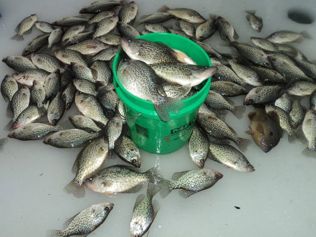 Herman Brothers Blog: Ice Fishing Crappie Motherload