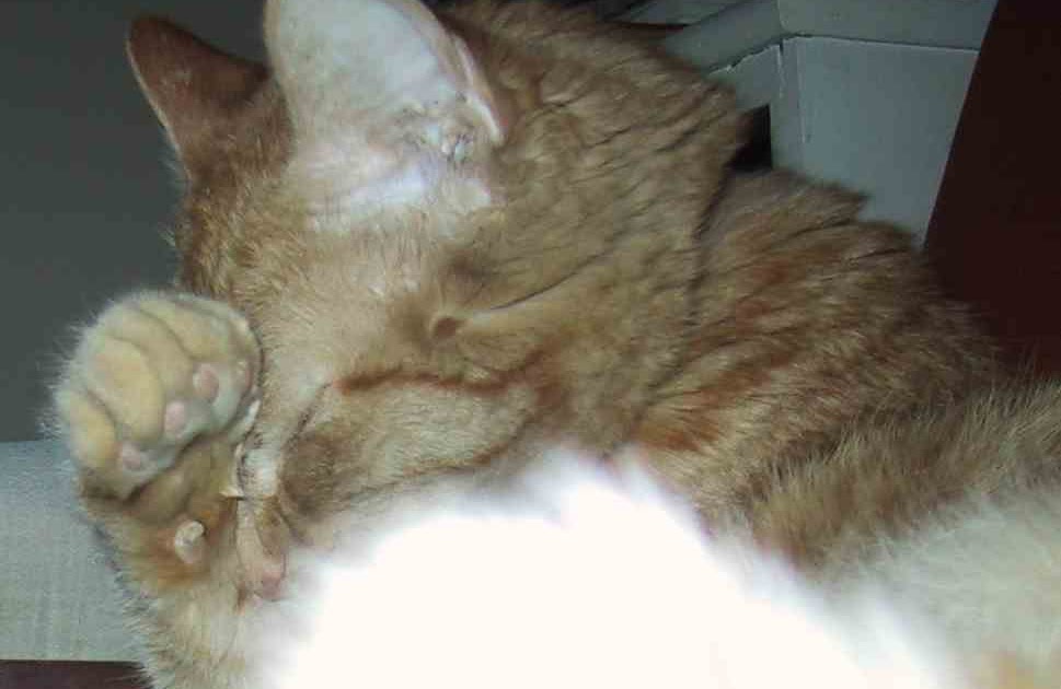 The Kitty City Gazette Cat Who Farted In Tanning Bed Laughed Away In Shame