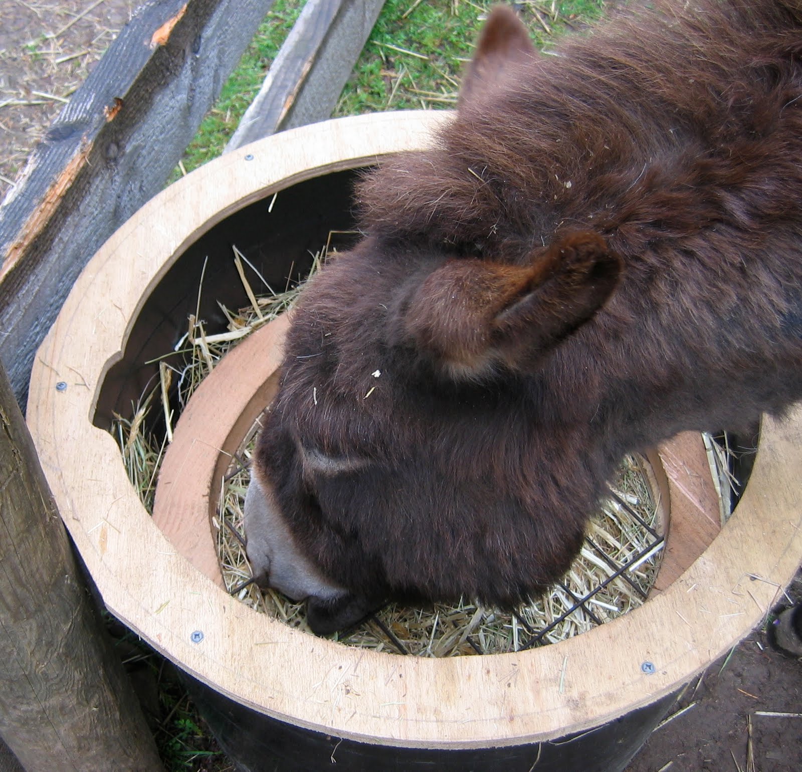 A Donkey Diary First Slow Feeder prototype