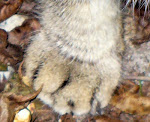 kitty paws series #12