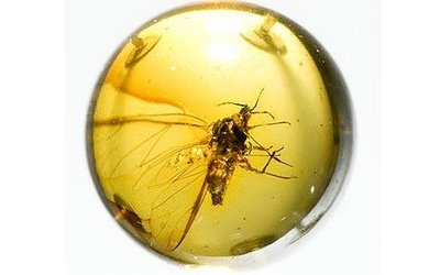[amber-insect2-460_793677c.jpg]