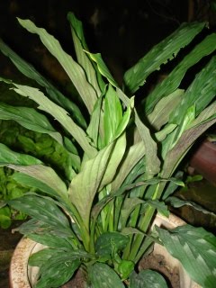 [DSC00503.jpg]