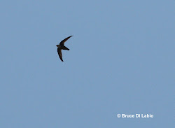 swift chimney labio bruce di flight cigar