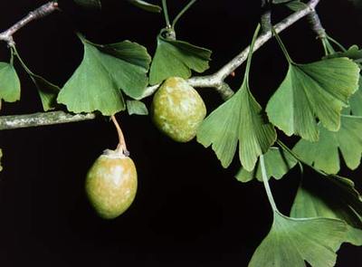 [ginkgo-biloba.jpg]