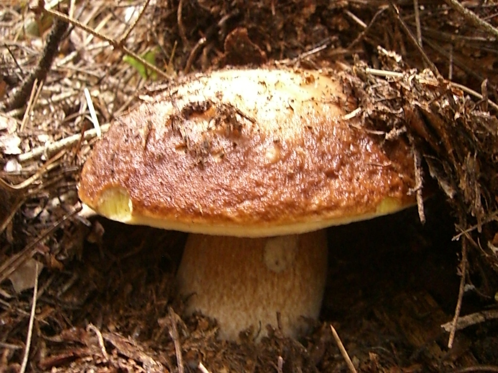 I Funghi Porcini Scongelati Fanno Male