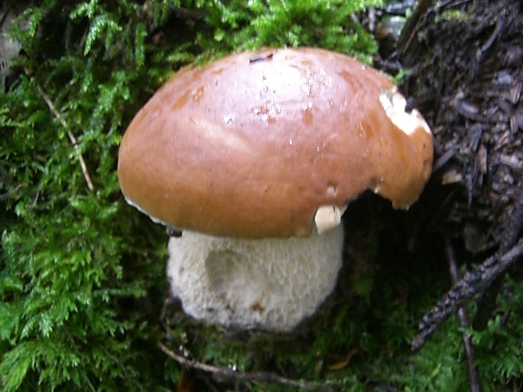 I Funghi Porcini Scongelati Fanno Male