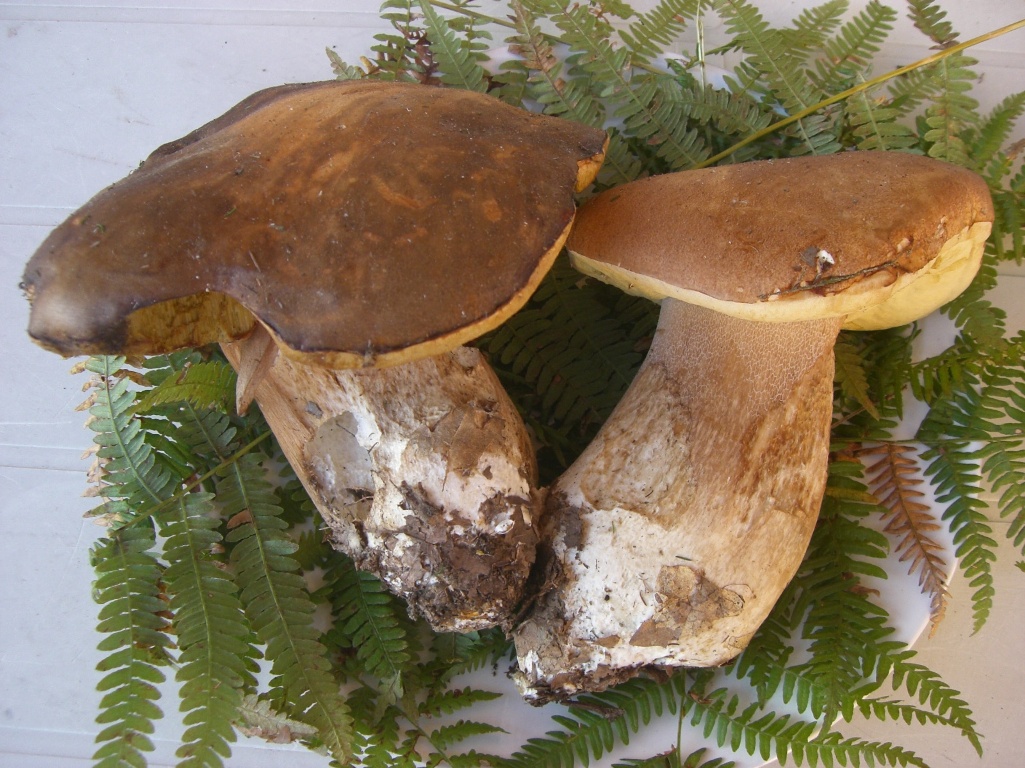 Funghi in Toscana I Porcini 2°