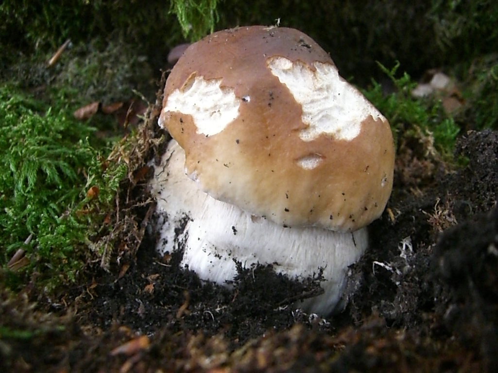 Funghi in Toscana I Porcini 2°