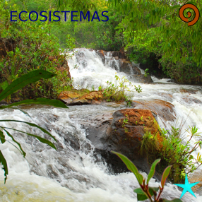 importancia del agua: LA IMPORTANCIA DEL AGUA EN LOS ECOSISTEMAS