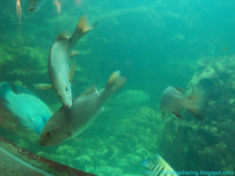 [Malaysia_aquarium_fishes.JPG]