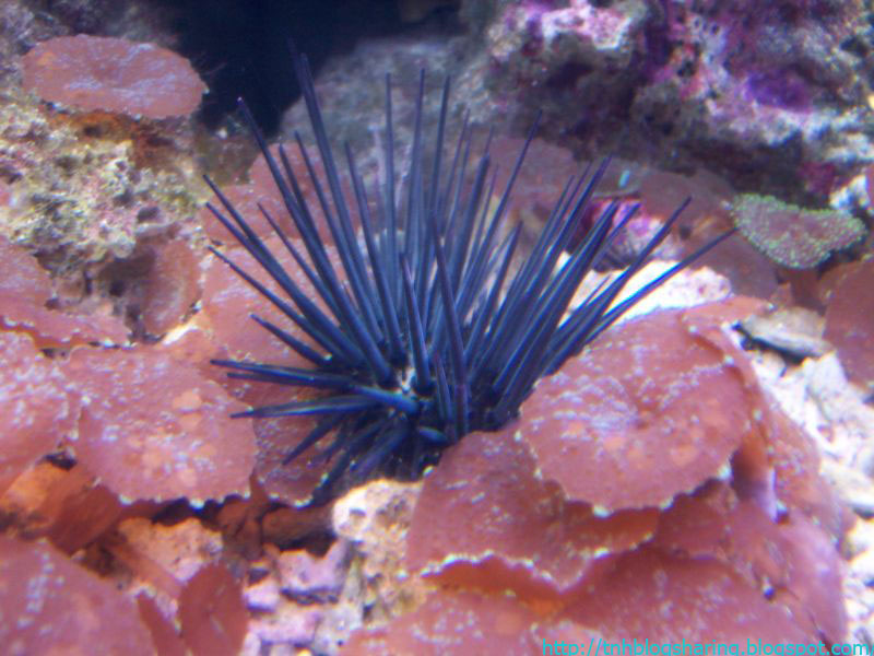 [black+sea+urchin.JPG]