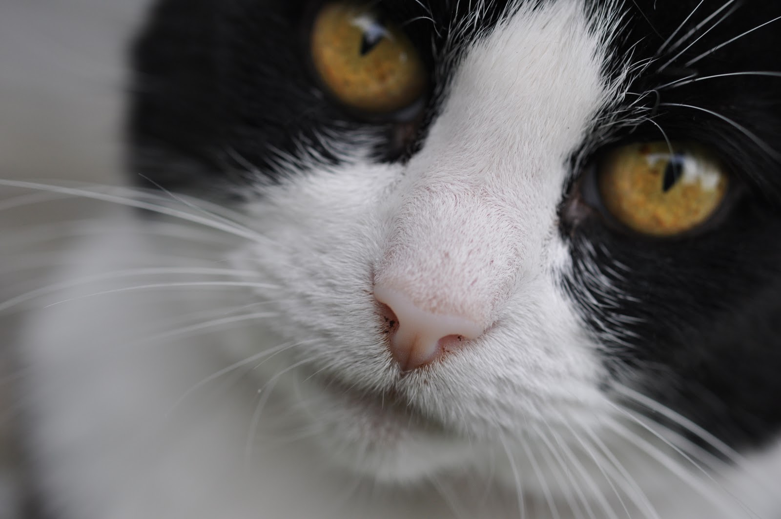 10 små ændringer, der får stor indflydelse på dit hvilket sprog taler man i indien