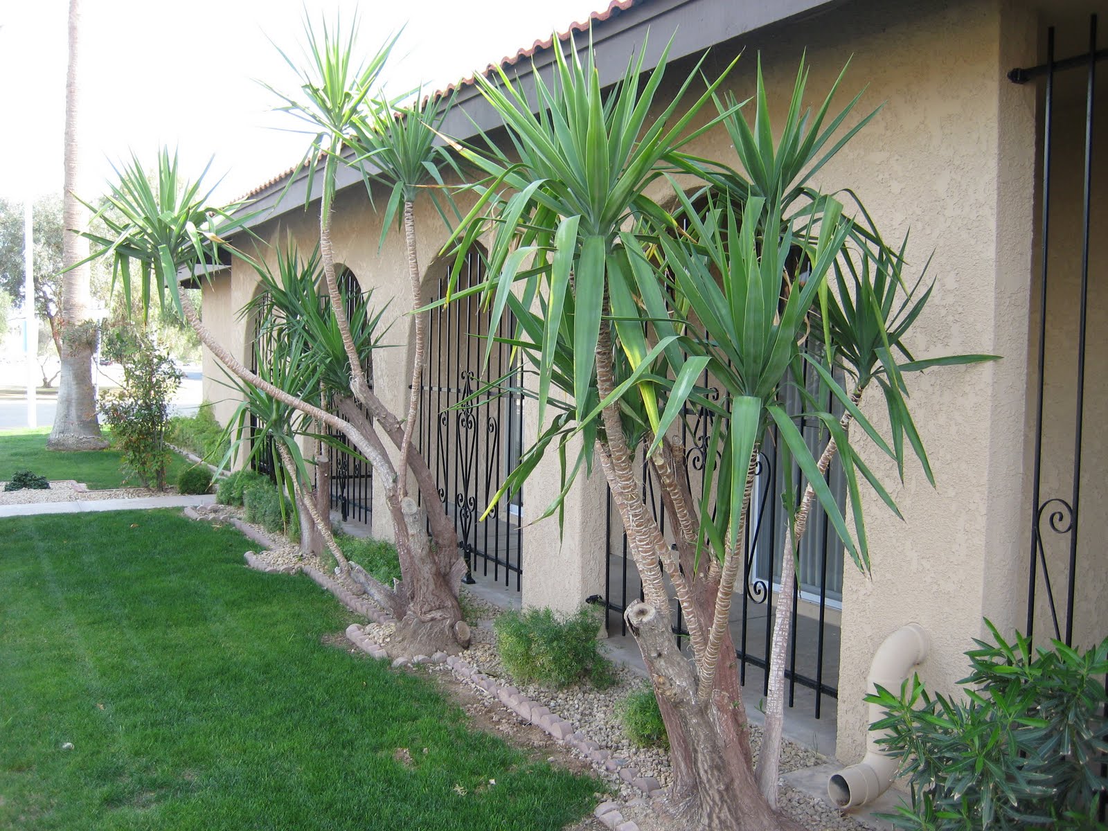 [condo+front+yard.JPG]