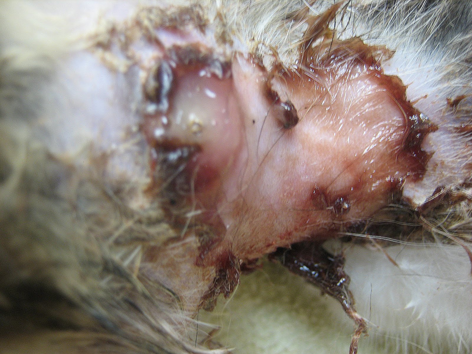 Bot Fly Larvae Extracted From 8-Week-Old Kitten's Nose 
