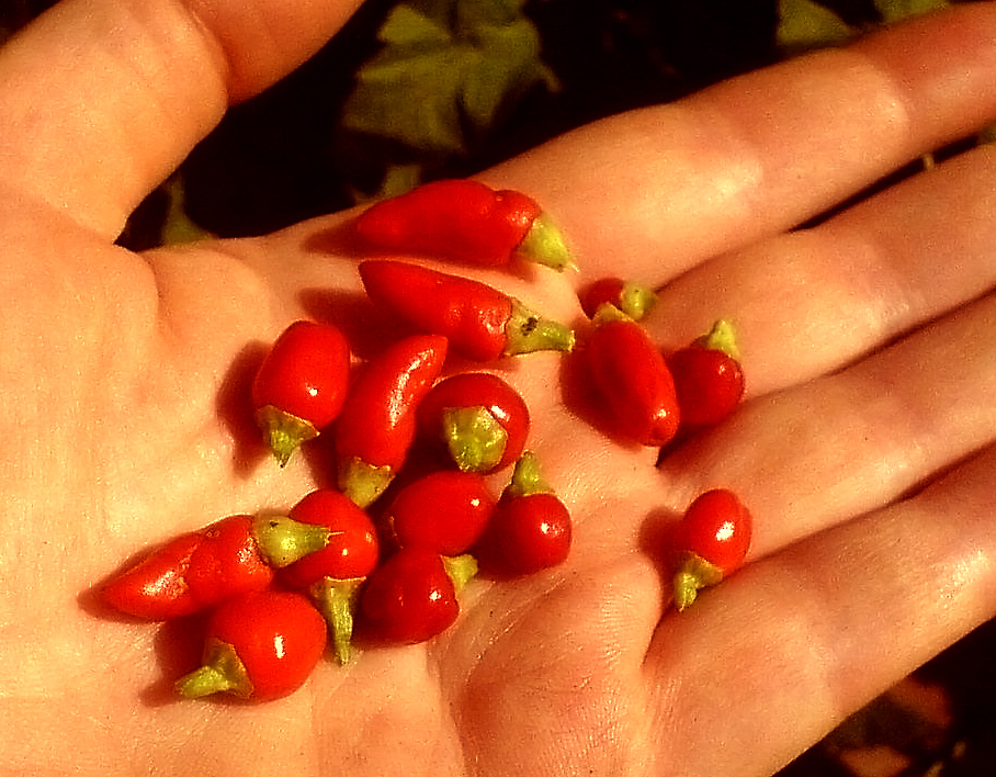 Огородница: Коллекция-2011: декоративные острые перцы