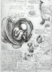 [180px-Leonardo_da_Vinci_Studies_of_Embryos.jpg]