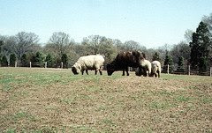 Mount Vernon Sheep