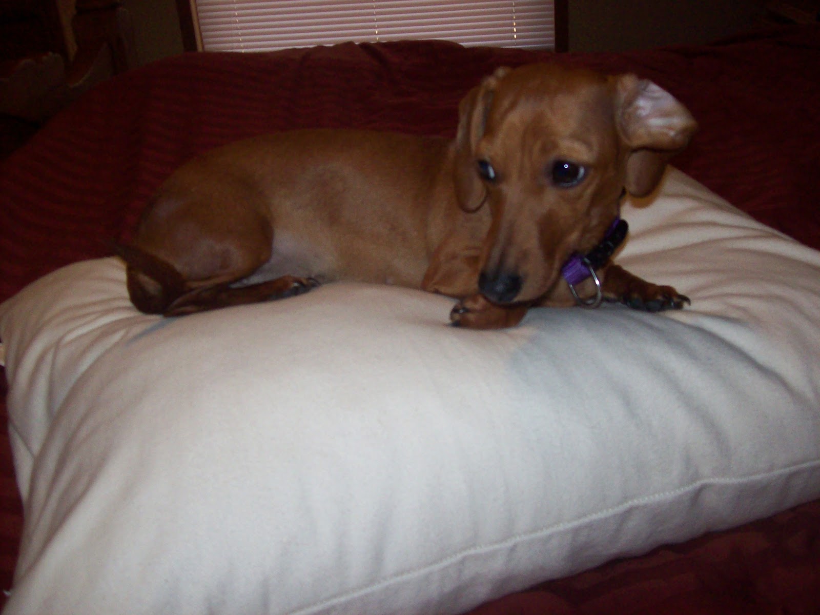 Savvy Rest Shredded Latex Pillow Review The Nutritionist Reviews
