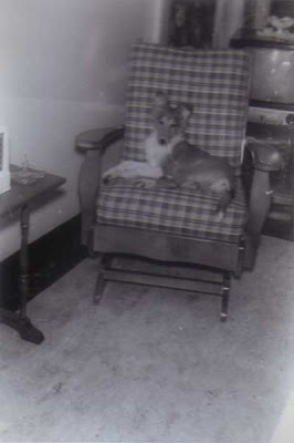 Lassie - Five Months Old - circa December 1952